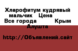 Хларофитум кудрявый мальчик › Цена ­ 30 - Все города  »    . Крым,Алушта